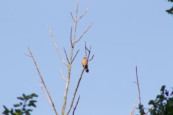 Customer photo 6 of 6. Click to open full size image.