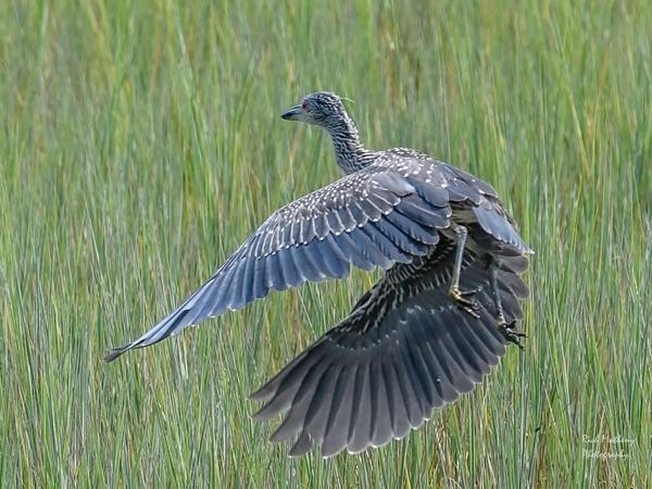 Customer photo 2 of 2. Click to open full size image.