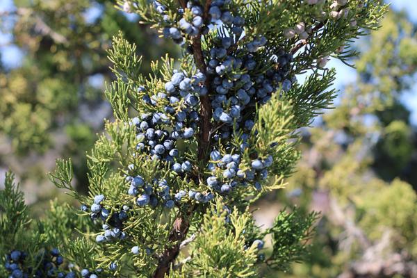 Customer photo 5 of 6. Click to open full size image.