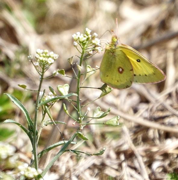 Customer photo 5 of 6. Click to open full size image.