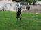 Dog Catching Ball, click to load a larger version