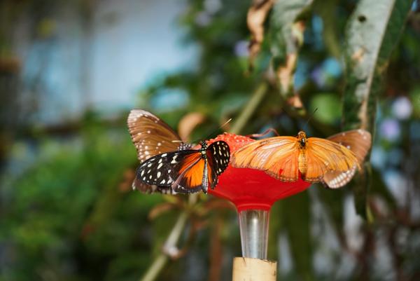 Customer photo 4 of 6. Click to open full size image.