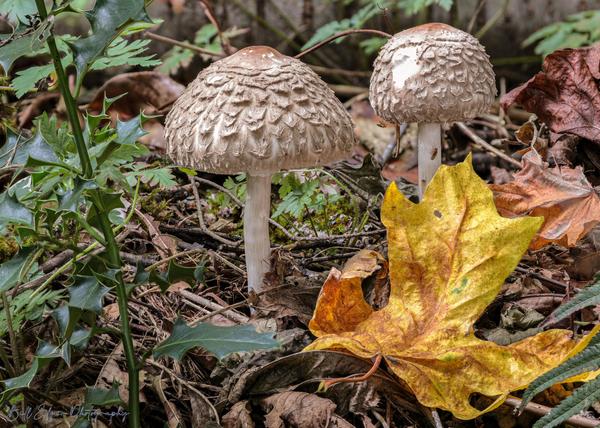 Customer photo 3 of 3. Click to open full size image.