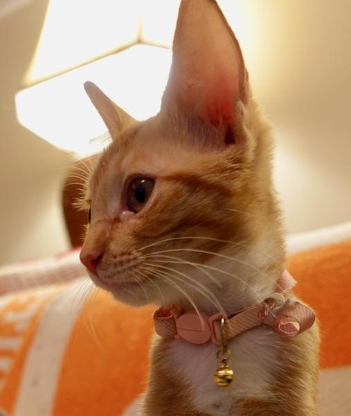 Customer photo 5 of 6. Click to open full size image.