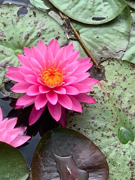 Customer photo 6 of 6. Click to open full size image.