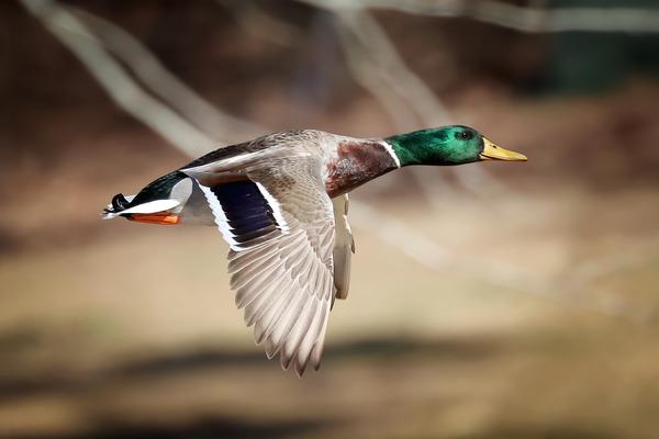 Customer photo 2 of 3. Click to open full size image.