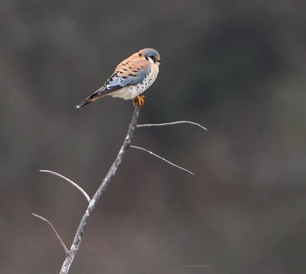 Customer photo 2 of 6. Click to open full size image.