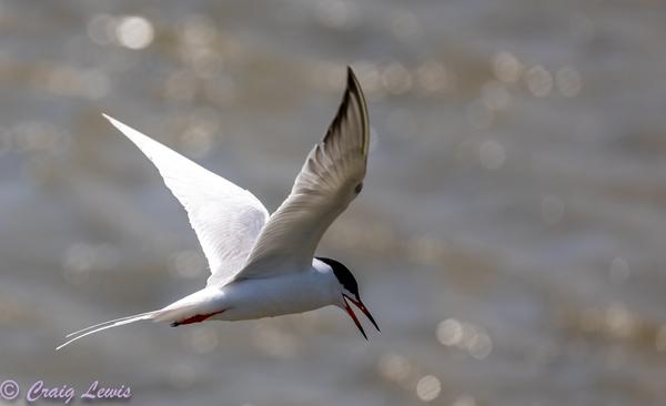 Customer photo 2 of 3. Click to open full size image.