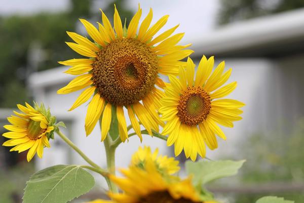 Customer photo 4 of 4. Click to open full size image.