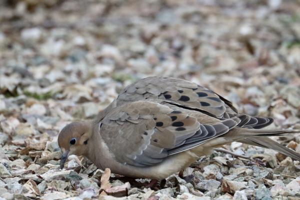 Customer photo 1 of 4. Click to open full size image.