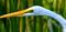 Great White Egret at Lake Redmond, PA., click to load a larger version