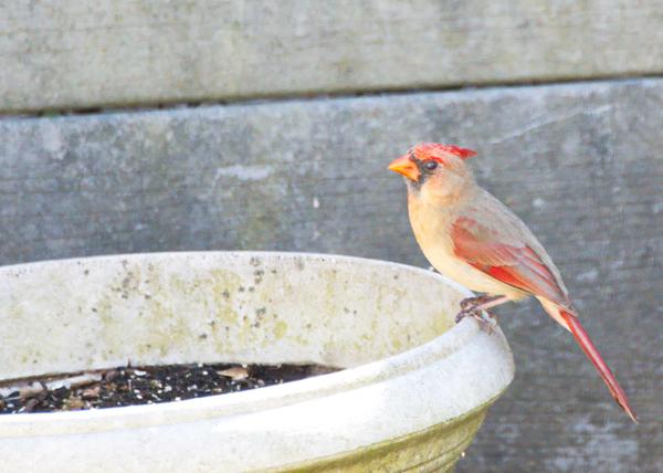 Customer photo 4 of 4. Click to open full size image.