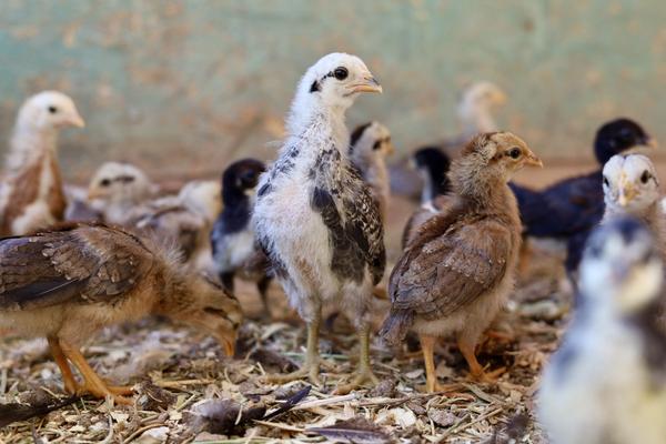 Customer photo 4 of 6. Click to open full size image.