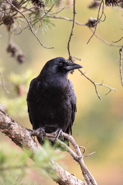 Customer photo 3 of 4. Click to open full size image.