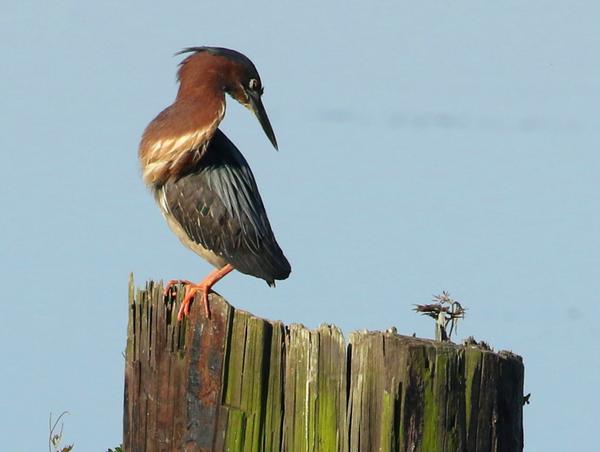 Customer photo 1 of 2. Click to open full size image.