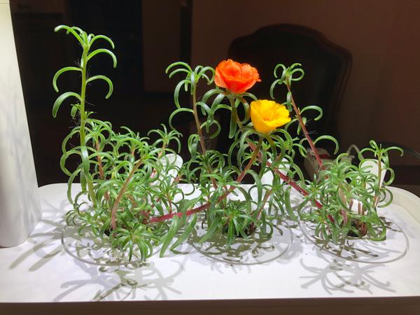 Customer photo 1 of 1. Click to open full size image.