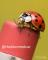 Ladybug on a pencil eraser, click to load a larger version