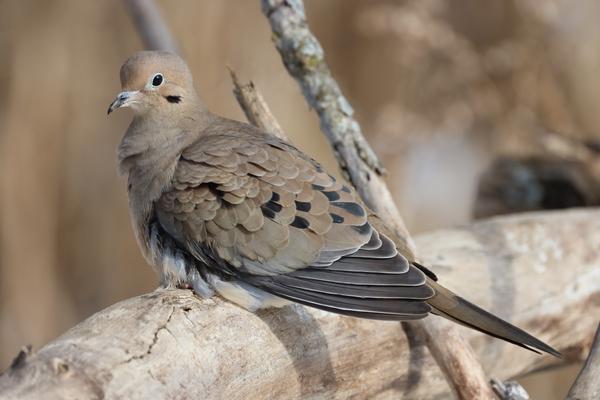 Customer photo 1 of 2. Click to open full size image.