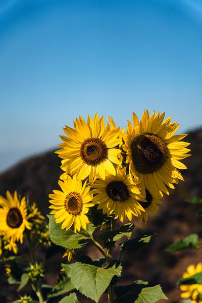 Customer photo 1 of 6. Click to open full size image.