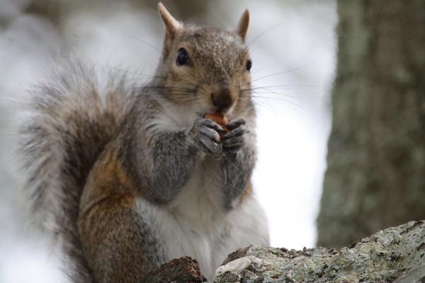 Customer photo 2 of 3. Click to open full size image.