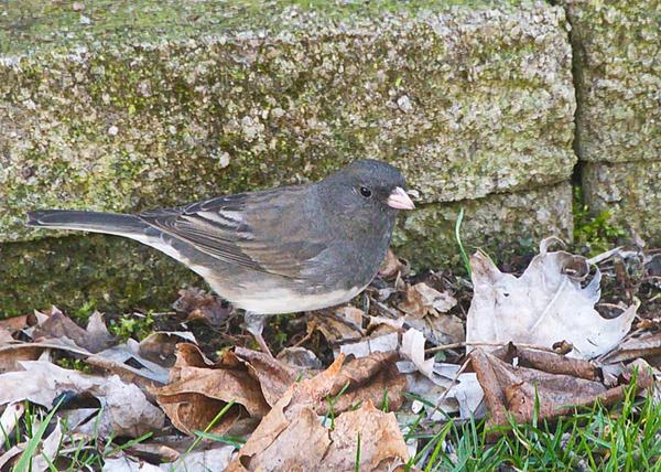 Customer photo 2 of 4. Click to open full size image.