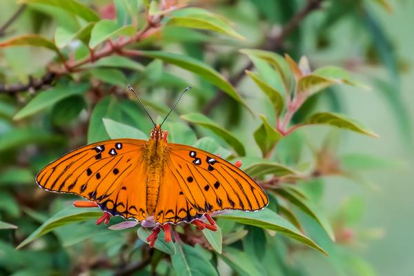 Customer photo 2 of 4. Click to open full size image.