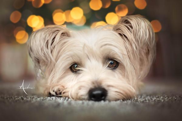 Customer photo 6 of 6. Click to open full size image.