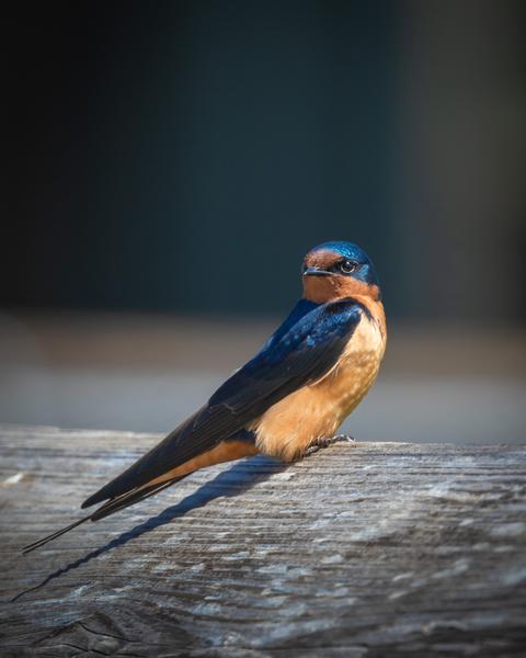 Customer photo 2 of 6. Click to open full size image.