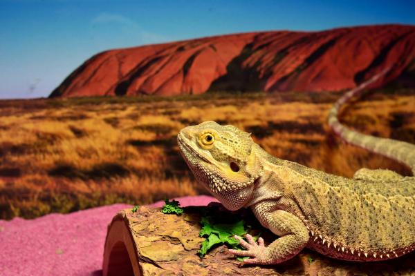 Customer photo 2 of 2. Click to open full size image.