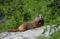 Low res shot of Marmot in Grand Teton NP, click to load a larger version