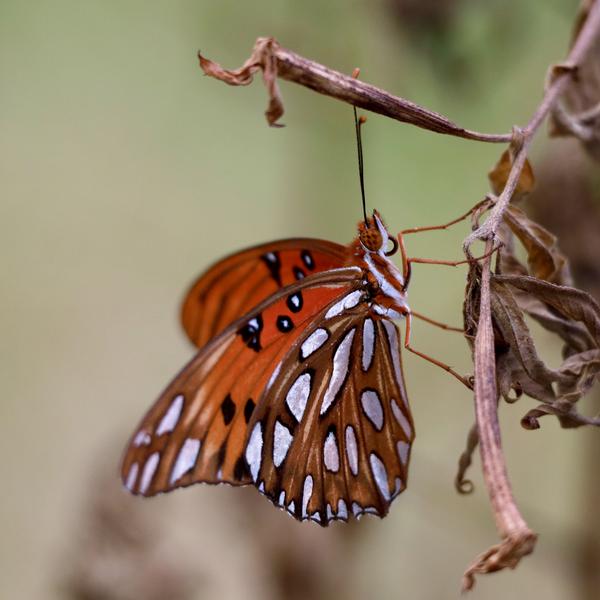 Customer photo 1 of 4. Click to open full size image.