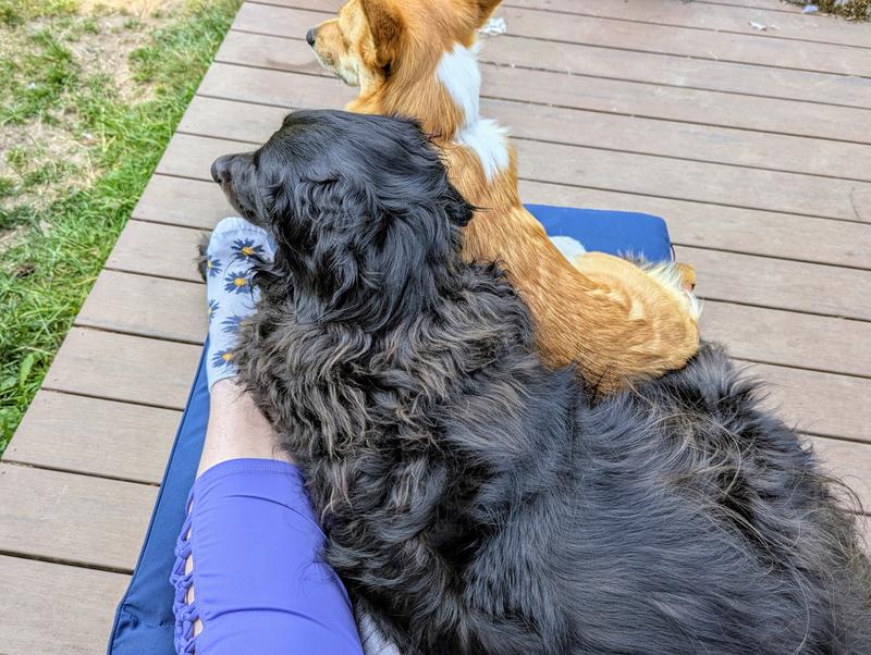 Photo from WA dog mom