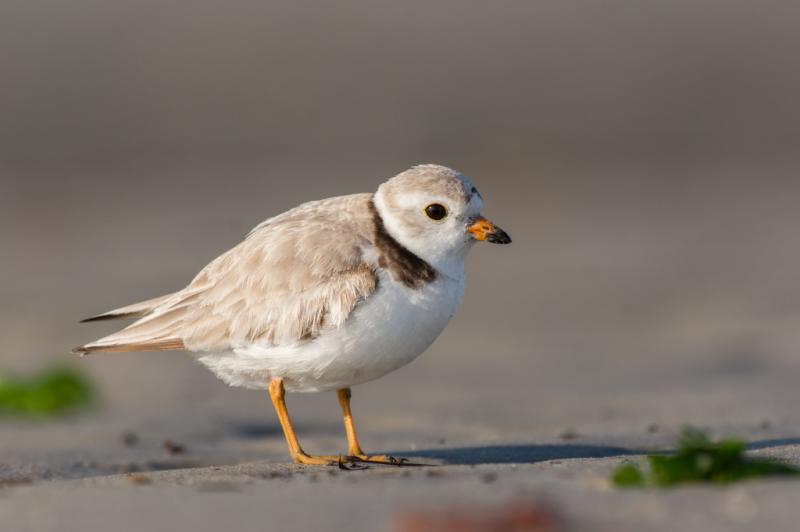 Naturescapes SKMII Skimmer Ground Pod II SKMII B&H Photo Video