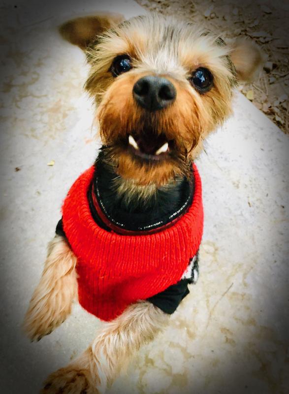 Adobe photoshop element free download