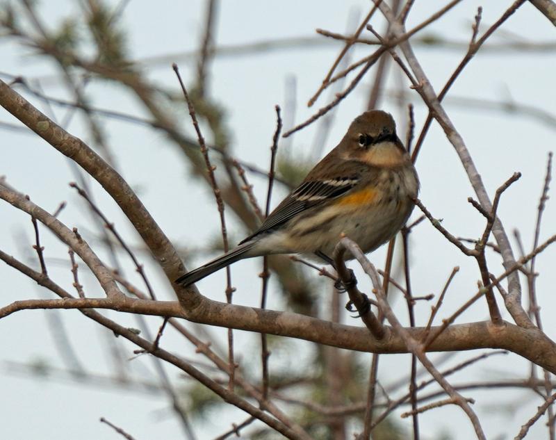 Wimberley WH200 Gimbal Tripod Head II with Quick Release WH200