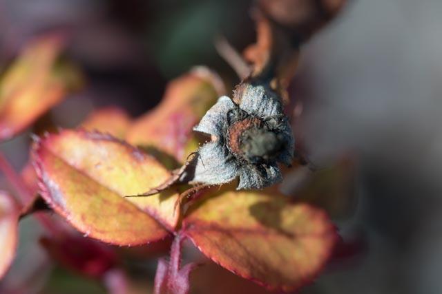 Samyang 100mm F 2 8 Ed Umc Macro Lens For Nikon F Sy100m N B H