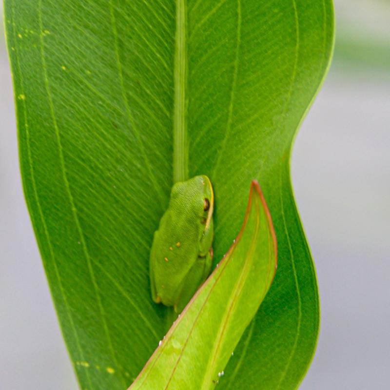 Epson Velvet Fine Art Paper S041636 B&H Photo Video