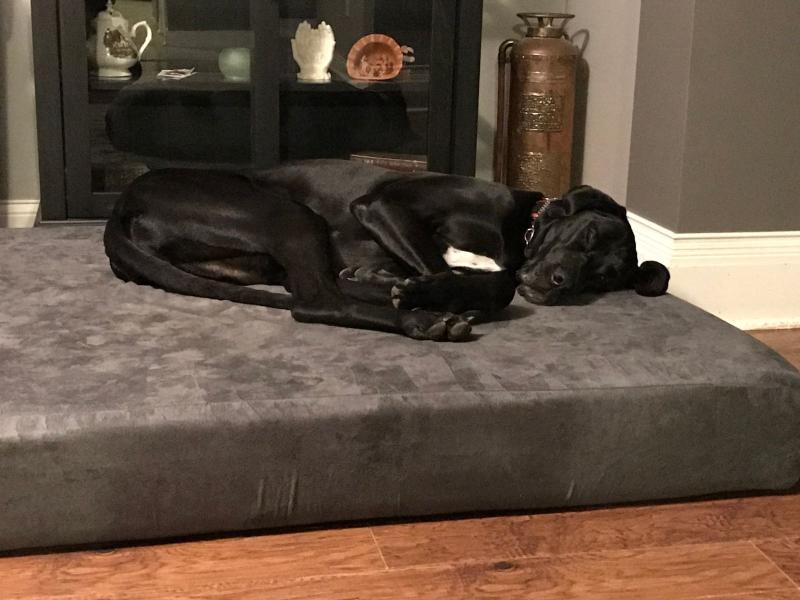 Orthopedic Dog Beds For Large Extra, American Furniture Warehouse Dog Beds