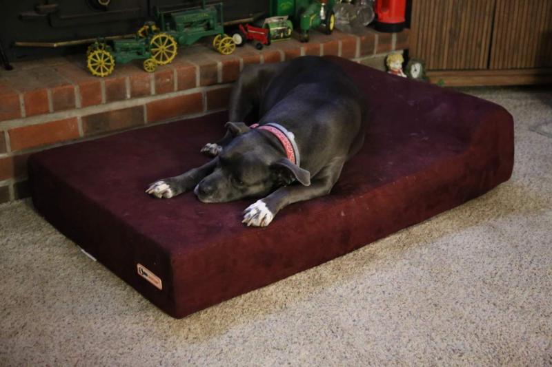 Orthopedic Dog Beds For Large Extra, American Furniture Warehouse Dog Beds