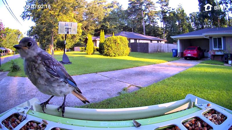 Customer photo for "Less Mess, Fewer Squirrels, and More Birds!"