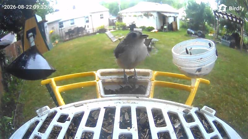 Customer photo for "A must have smart bird feeder"