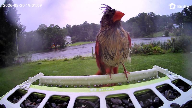 Customer photo for "Great camera feeder with large capacity"