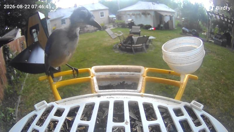 Customer photo for "A must have smart bird feeder"