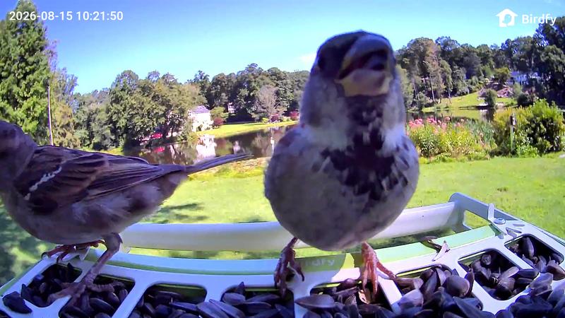 Customer photo for "Great camera feeder with large capacity"