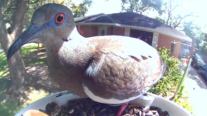 Customer photo for "Nice little feeder"