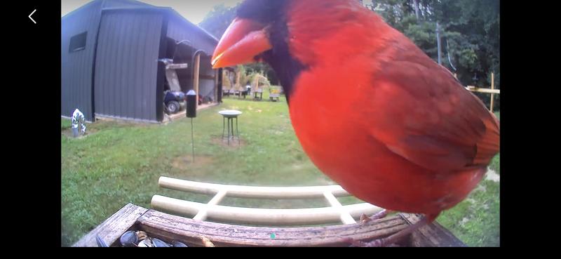 Customer photo for "Birds love it"