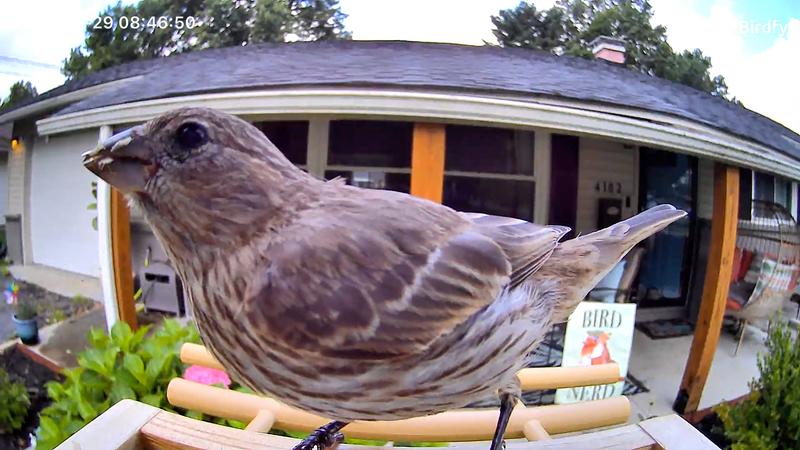 Customer photo for "Birdfy Fun!"