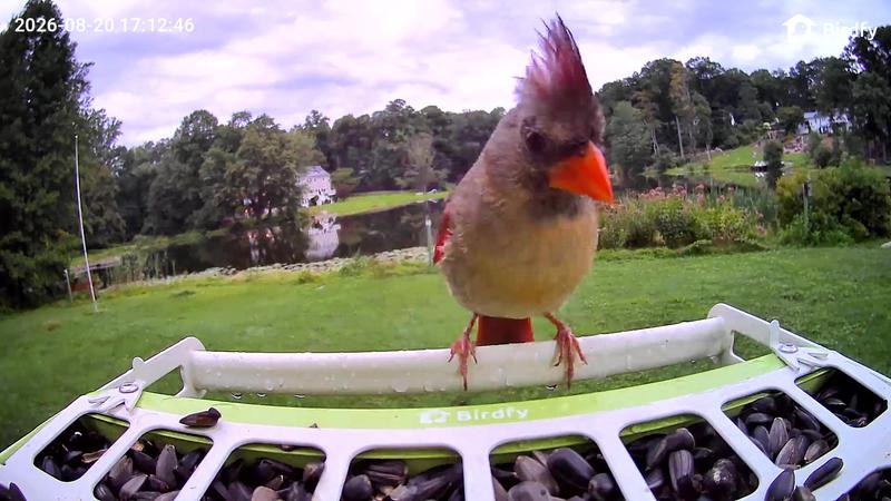 Customer photo for "Great camera feeder with large capacity"