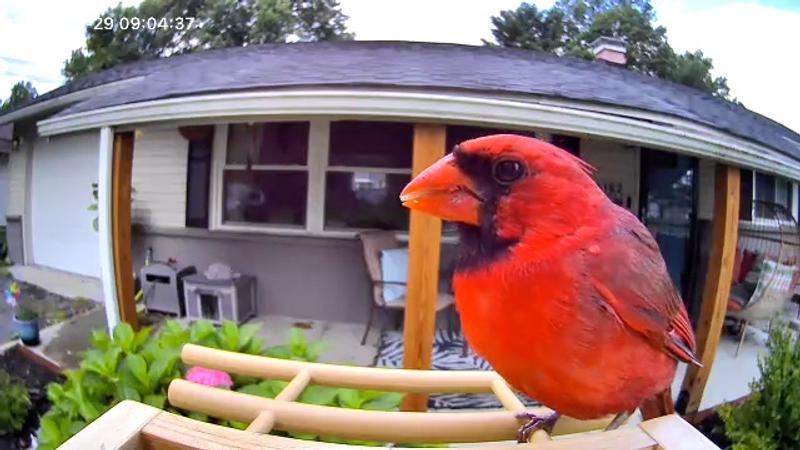 Customer photo for "Birdfy Fun!"