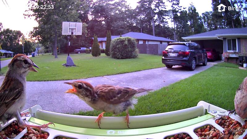 Customer photo for "Less Mess, Fewer Squirrels, and More Birds!"